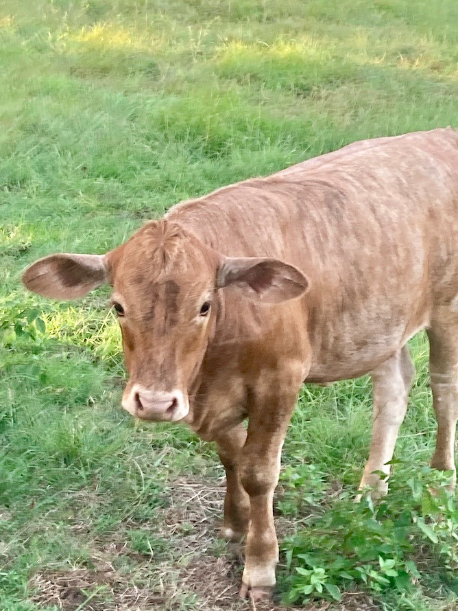 Delilah Delilah